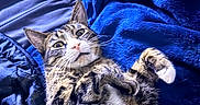 Viper joined the competition — help win amazing prizes! animal, bed, blanket, blue, cat, cozy, cute, domestic, feline, fur, indoor, looking_up, lying_down, paws, pet, playful, relaxed, soft, tabby, whiskers