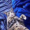 Viper joined the competition — help win amazing prizes! cat, tabby, pet, animal, feline, whiskers, bed, blanket, blue, cozy, fur, cute, domestic, relaxed, indoor, paws, lying_down, looking_up, playful, soft