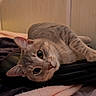 Jade is registered to the contest to win money with this photo: cat, gray_tabby, pet, indoor, cozy, blanket, fur, whiskers, ears, eyes, pouch, resting, relaxed, closeup, bed, feline, cute, domestic_animal, soft, comfort