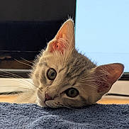 Jade joined the competition — help win amazing prizes! kitten, cat, pet, animal, feline, whiskers, ears, fur, closeup, indoor, blue_surface, curious, lying_down, young, eyes, face, resting, cute, soft_light, background