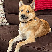 Apollo joined the competition — help win amazing prizes! dog, couch, brown, blue_eye, heterochromia, pet, indoor, pillow, blanket, fur, relaxed, canine, collar, sitting, living_room, furniture, household, cute, portrait, animal