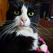 Bisquit is registered to the contest to win money with this photo: cat, black_and_white, indoor, close_up, whiskers, green_eyes, feline, pet, fur, nose, face, comfort, cozy, house, fireplace, couch, domestic_animal, relaxed, portrait, animal