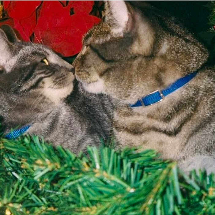 Ramses And Anubis is registered to the contest to win money with this photo: animal, cat, close_up, collar, companions, cute, ears, face, festive, fur, greenery, holiday, mammal, nature, nose, pets, poinsettia, tabby_cat, two_animals, whiskers