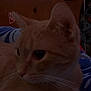 animal, bedroom, blanket, blue, cat, close_up, cozy, cute, domestic_cat, feline, fur, headboard, indoor, orange_cat, pattern, pet, resting, sleepy, tabby, whiskers