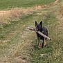 V'Raven participe au concours pour gagner de l'argent avec cette photo : dog, german_shepherd, stick, path, grass, field, meadow, trees, rural, outdoors, nature, pet, animal, ears, fetch, walking, trail, sky, cloud, green