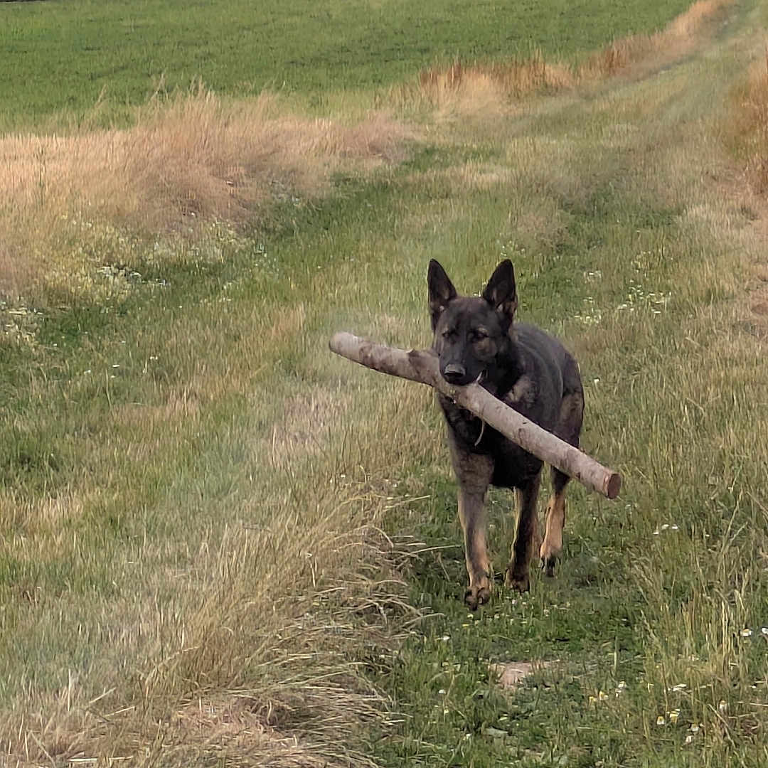 V'Raven participe au concours pour gagner de l'argent avec cette photo : animal, cloud, dog, ears, fetch, field, german_shepherd, grass, green, meadow, nature, outdoors, path, pet, rural, sky, stick, trail, trees, walking