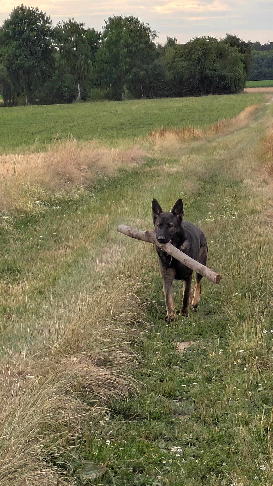 V'Raven participe au concours pour gagner de l'argent avec cette photo : dog, german_shepherd, stick, path, grass, field, meadow, trees, rural, outdoors, nature, pet, animal, ears, fetch, walking, trail, sky, cloud, green