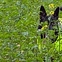 dog, animal, outdoor, plants, greenery, foliage, yellow_flowers, field, camouflage, high_visibility_vest, neon_vest, black_fur, ears, tail, tongue, peeking, hiding, closeup, daytime, grass
