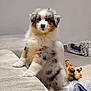 animal, australian_shepherd, blanket, companion, couch, cozy, curious, cute, dog, floor, fluffy, furniture, giraffe_toy, indoor, living_room, pet_bed, pet_toy, puppy, soft_texture, young_dog