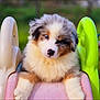 Aïko participe au concours pour gagner de l'argent avec cette photo : adorable, animal, blue_eyes, brown, cute, dog, fluffy, furry, gray, nature, outdoor, pet, playground, puppy, resting, slide, soft, toy, white, young