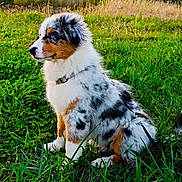 Aïko participe au concours pour gagner de l'argent avec cette photo : dog, puppy, australian_shepherd, grass, field, outdoor, nature, animal, fur, sitting, pet, canine, greenery, collar, young, cute, side_view, spot, muzzle, ears