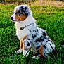 dog, puppy, australian_shepherd, grass, field, outdoor, nature, animal, fur, sitting, pet, canine, greenery, collar, young, cute, side_view, spot, muzzle, ears
