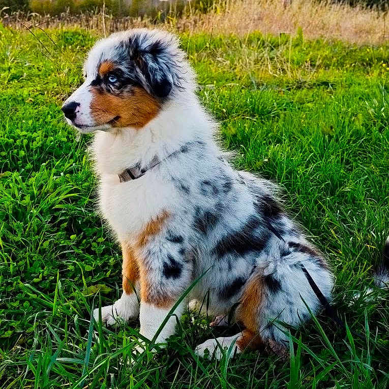 Aïko participe au concours pour gagner de l'argent avec cette photo : animal, australian_shepherd, canine, collar, cute, dog, ears, field, fur, grass, greenery, muzzle, nature, outdoor, pet, puppy, side_view, sitting, spot, young