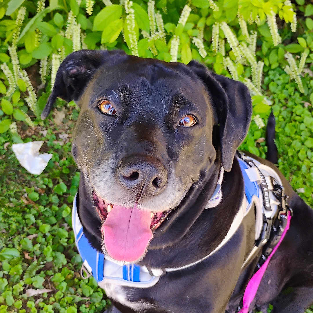 Bailey Mae is registered to the contest to win money with this photo: black_dog, canine, close_up, dog, ears, flowers, fur, grass, greenery, happy, harness, leash, nature, outdoor, pet, plants, sitting, smiling, sunlight, tongue_out
