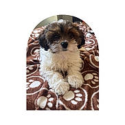 Mocha joined the competition — help win amazing prizes! puppy, dog, fluffy, brown, white, blanket, paw_prints, cute, pet, animal, fur, lying_down, indoors, cozy, small_dog, portrait, soft, closeup, relaxing, adorable