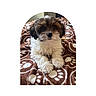 puppy, dog, fluffy, brown, white, blanket, paw_prints, cute, pet, animal, fur, lying_down, indoors, cozy, small_dog, portrait, soft, closeup, relaxing, adorable