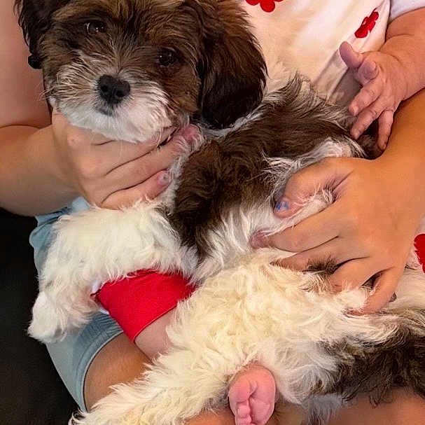 Mocha Latte is registered to the contest to win money with this photo: puppy, dog, brown_and_white_fur, cute, baby_foot, person, hands, red_flowers, white_shirt, sitting, indoor, cuddling, fur, pet, comfort, close_up, adorable, cozy, small_dog, human_interaction