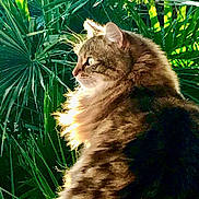 Grisouille a rejoint le concours — aidez-le/la à gagner de superbes lots ! alert, animal, beautiful, cat, closeup, domestic_cat, feline, fluffy, fur, greenery, leaves, mammal, nature, outdoor, peaceful, pet, portrait, side_profile, sunlight, whiskers