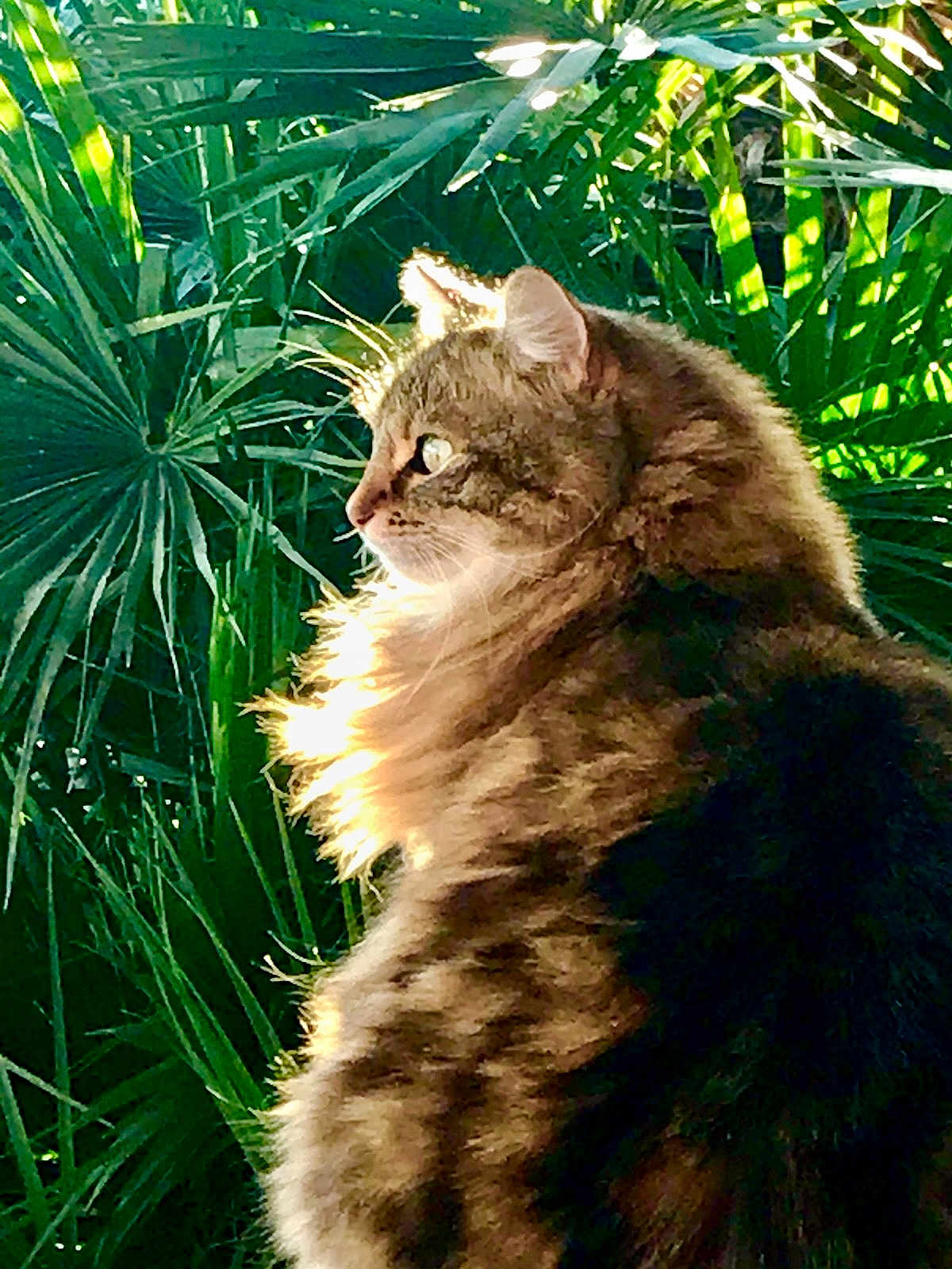 Grisouille a rejoint le concours — aidez-le/la à gagner de superbes lots ! alert, animal, beautiful, cat, closeup, domestic_cat, feline, fluffy, fur, greenery, leaves, mammal, nature, outdoor, peaceful, pet, portrait, side_profile, sunlight, whiskers