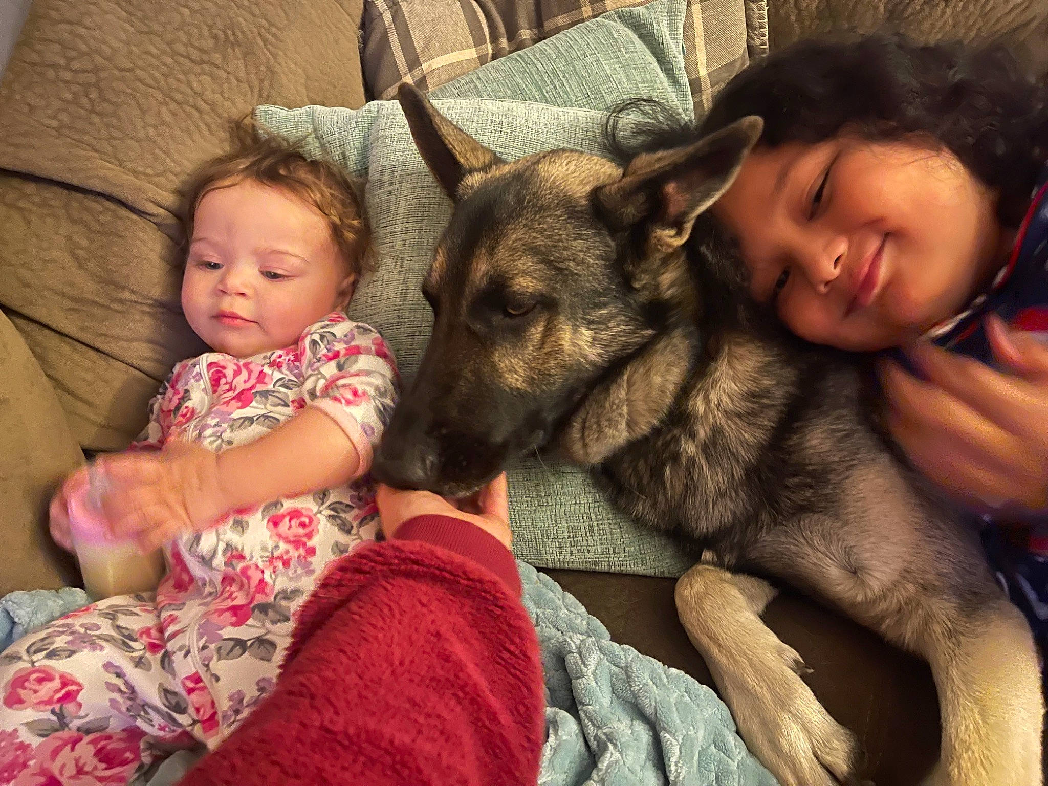 Ryder is registered to the contest to win money with this photo: canidae, carnivore, child, comfort, companion_dog, dog, dog_breed, ear, fawn, fun, fur, german_shepherd_dog, guard_dog, happy, lap, sitting, skin, smile, sporting_group, toddler