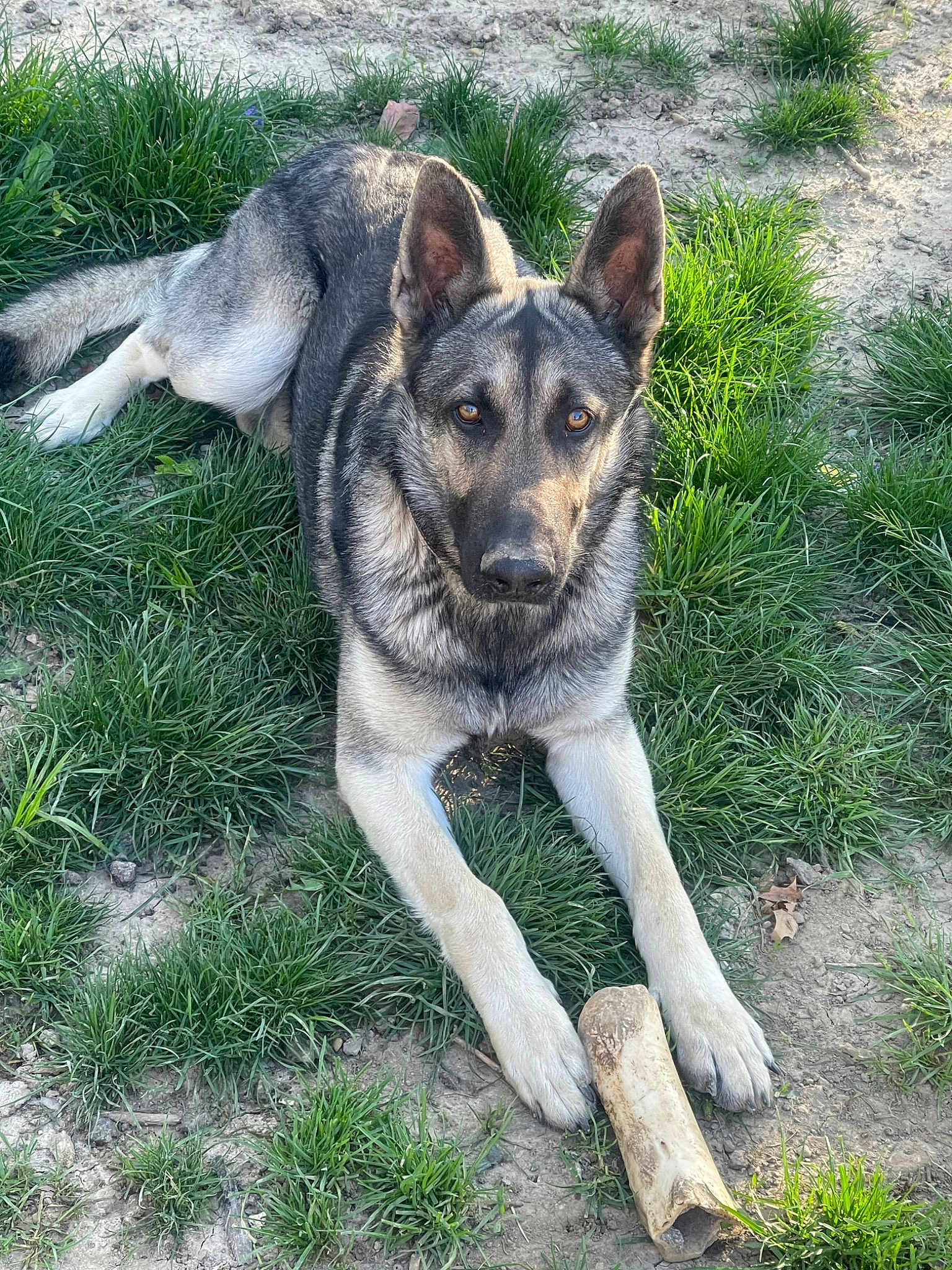 Ryder