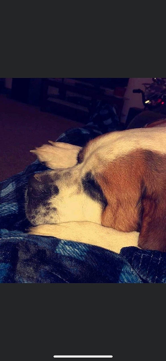 Bella Mae joined the competition — help win amazing prizes! carnivore, cloud, comfort, companion_dog, dog, dog_breed, fawn, human_leg, mammal, metal, meteorological_phenomenon, paw, sky, snout, sporting_group, square, tail, tints_and_shades, vertebrate, whiskers