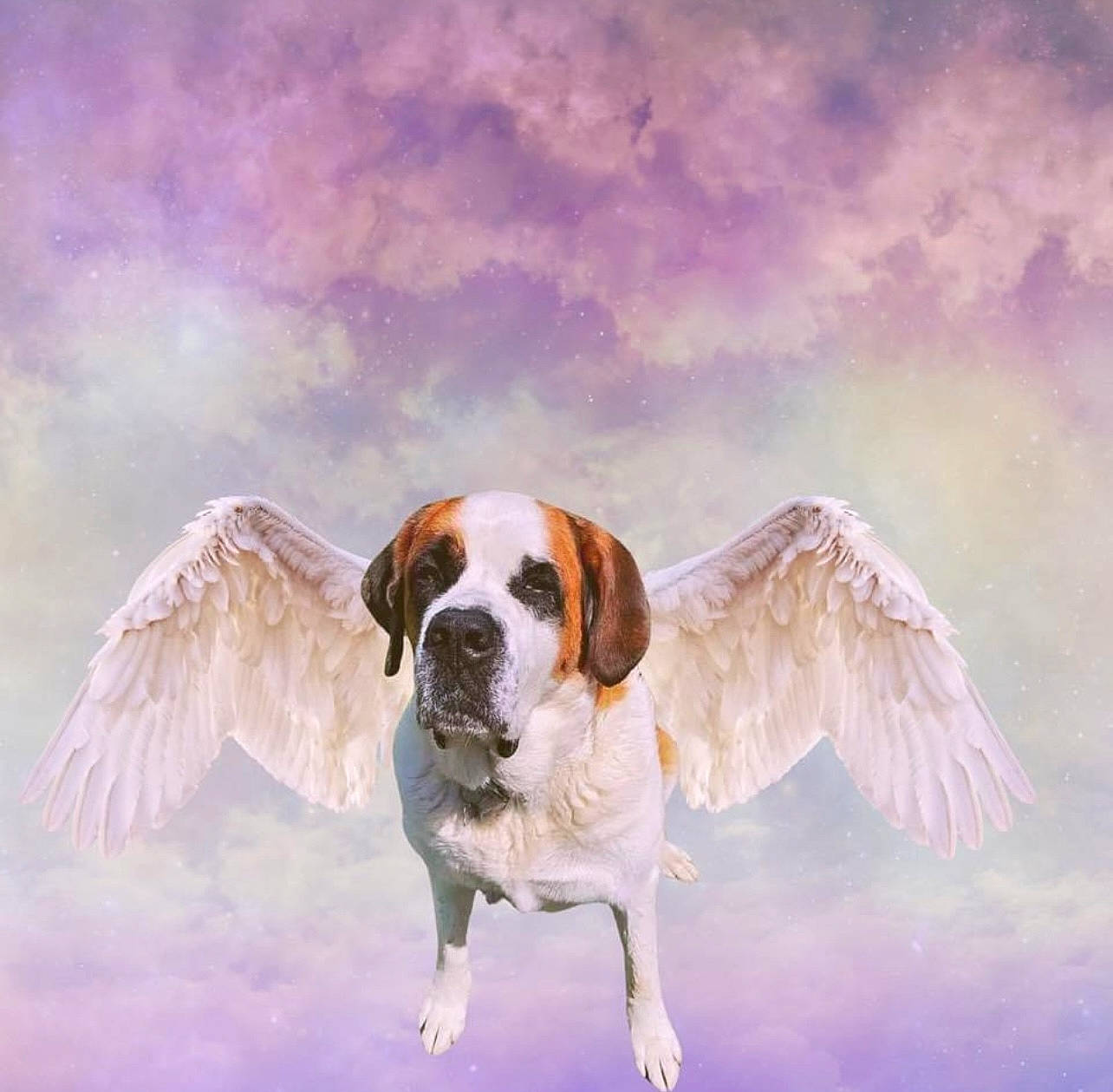 Bella Mae joined the competition — help win amazing prizes! ancient_dog_breeds, art, ball, carnivore, cloud, companion_dog, dog, dog_breed, dog_supply, fawn, gun_dog, happy, hound, illustration, paint, painting, sky, sporting_group, winter, working_animal