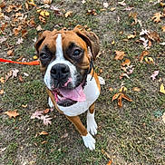 Cody joined the competition — help win amazing prizes! animal, autumn, boxer, brown_and_white, close_up, daylight, dog, fallen_leaves, grass, happy, lawn, leash, outdoor, park, pet, photography, portrait, red_leash, sitting, tongue_out