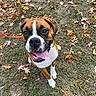animal, autumn, boxer, brown_and_white, close_up, daylight, dog, fallen_leaves, grass, happy, lawn, leash, outdoor, park, pet, photography, portrait, red_leash, sitting, tongue_out
