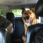 Deebo is registered to the contest to win money with this photo: backseat, blurred_background, canine, car, chain, collar, daytime, dog, ears, fur, happy, leather_seat, outdoor, pet, seat, smiling, tongue_out, transportation, vehicle_interior, window