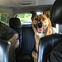 backseat, blurred_background, canine, car, chain, collar, daytime, dog, ears, fur, happy, leather_seat, outdoor, pet, seat, smiling, tongue_out, transportation, vehicle_interior, window