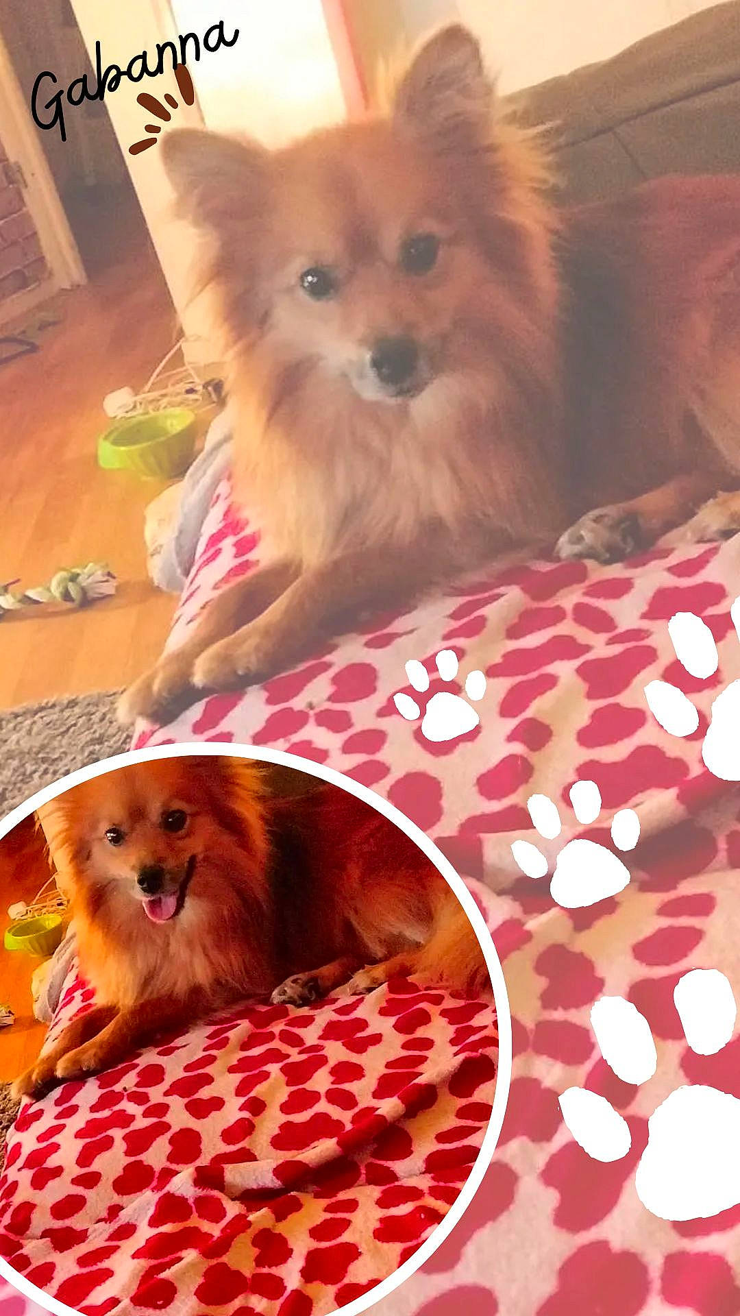 Gabana a rejoint le concours — aidez-le/la à gagner de superbes lots ! canidae, carnivore, companion_dog, corgi_chihuahua, dog, dog_breed, dog_supply, fawn, fur, german_spitz, german_spitz_klein, liver, non_sporting_group, pet_supply, snout, spitz, sporting_group, terrestrial_animal, toy_dog, working_animal