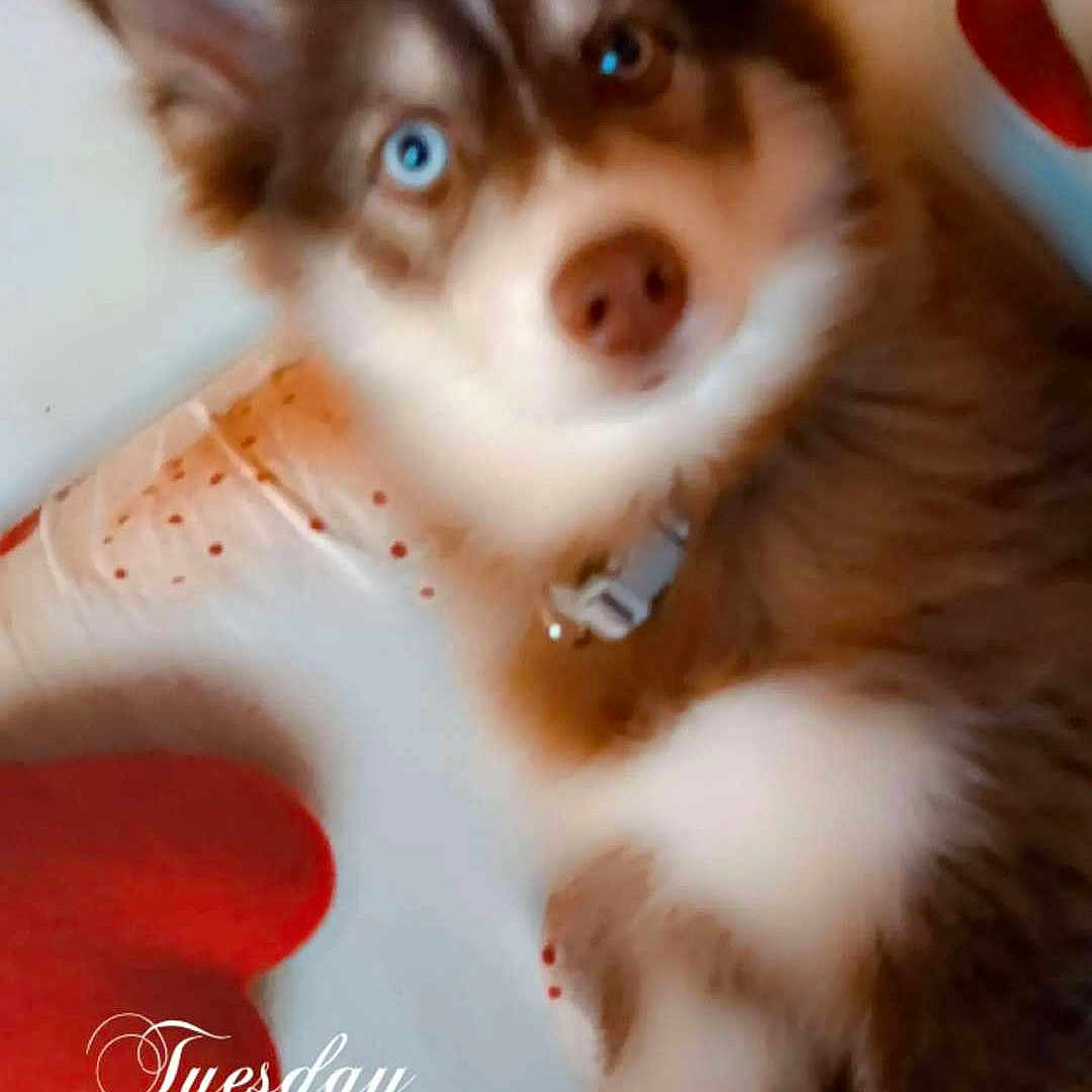 Bijou