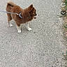 Bijou a rejoint le concours — aidez-le/la à gagner de superbes lots ! animal, brown_fur, curled_tail, daylight, dog, fluffy, harness, leash, outdoor, pavement, pet, pointed_ears, profile_view, screenshot, sidewalk, small_dog, standing, street, urban_scene, white_fur