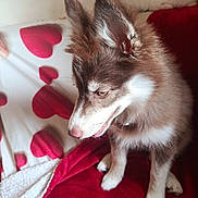 Bijou participe au concours pour gagner de l'argent avec cette photo : animal, bed, bedding, blanket, brown_and_white, cat, close_up, dog, fluffy, home, indoors, kitten, pet, pink_nose, pointed_ears, portrait, puppy, red_blanket, relaxed, sitting