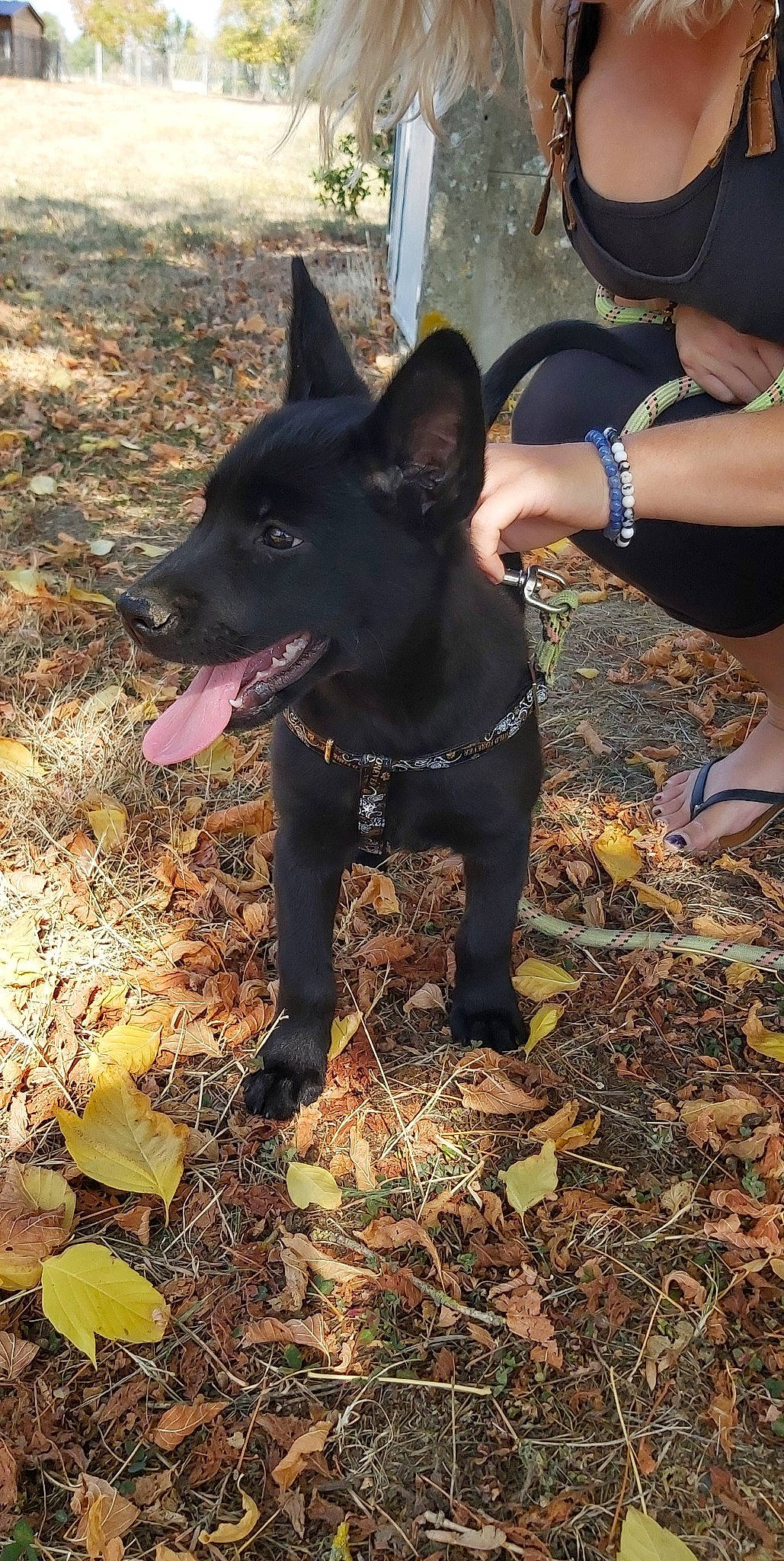 Yücca participe au concours pour gagner de l'argent avec cette photo : adventure, automotive_tire, bracelet, canidae, carnivore, companion_dog, dog, dog_breed, hunting_dog, non_sporting_group, snout, soil, sporting_group, tire, tree, watch, wheel, working_animal, working_dog