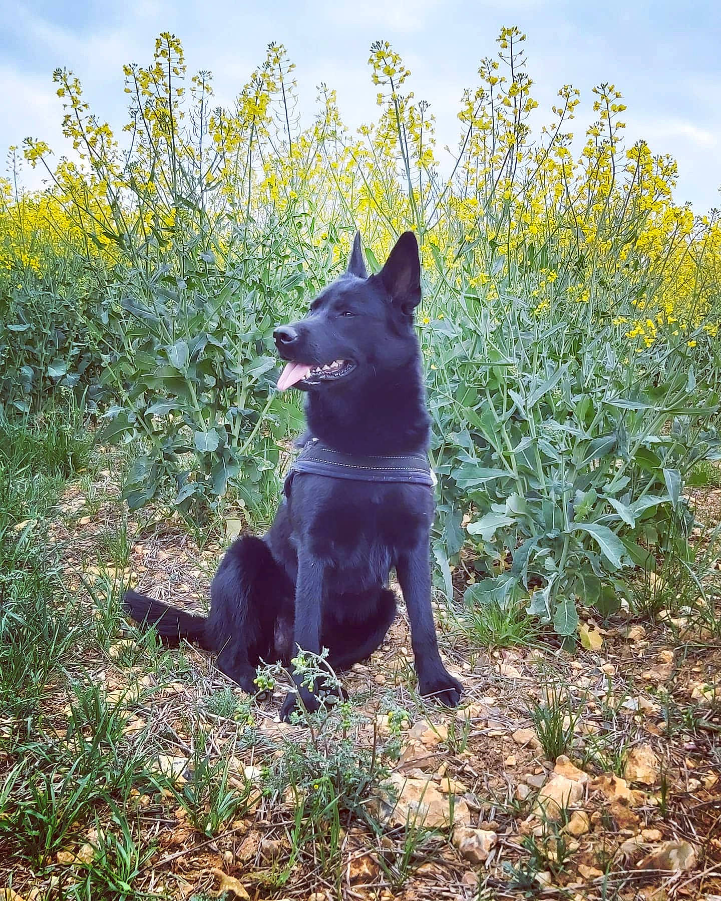 Yücca a rejoint le concours — aidez-le/la à gagner de superbes lots ! art, canidae, carnivore, cloud, dog, dog_breed, electric_blue, felidae, flower, grass, grassland, plant, shrub, sky, snout, sporting_group, tail, terrestrial_animal, tree, working_animal