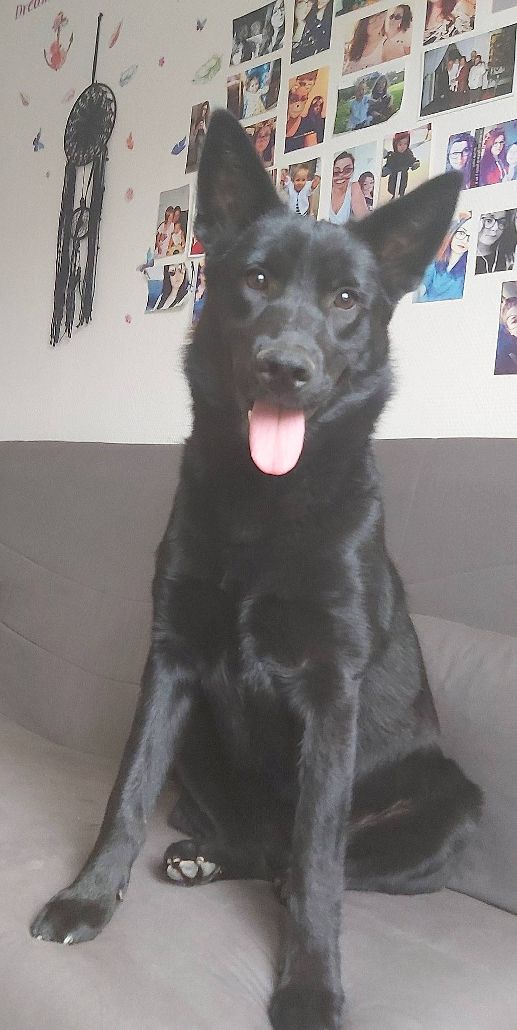 Yücca a rejoint le concours — aidez-le/la à gagner de superbes lots ! borador, canidae, carnivore, companion_dog, dog, dog_breed, fur, guard_dog, jaw, king_shepherd, non_sporting_group, picture_frame, snout, sporting_group, tail, whiskers, working_animal, working_dog