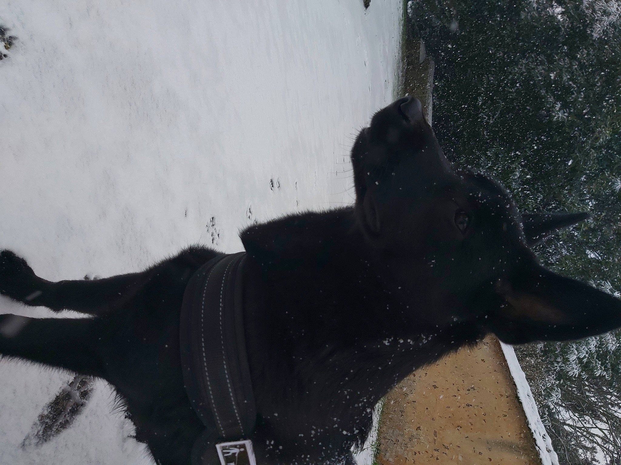 Yücca participe au concours pour gagner de l'argent avec cette photo : dog, dog_breed, dog_collar, event, foot, freezing, fur, guard_dog, human_leg, monochrome_photography, precipitation, shadow, snout, snow, sporting_group, tail, whiskers, winter, working_animal, working_dog