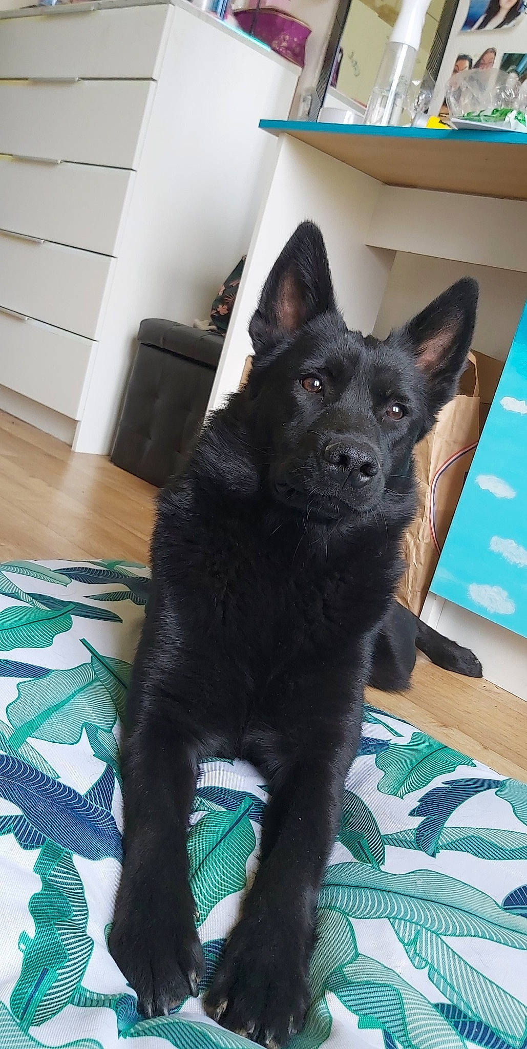 Yücca participe au concours pour gagner de l'argent avec cette photo : black_norwegian_elkhound, blue, carnivore, companion_dog, dog, dog_breed, door, felidae, flooring, fur, hardwood, herding_dog, houseplant, snout, sporting_group, tail, terrestrial_animal, whiskers, working_animal, working_dog