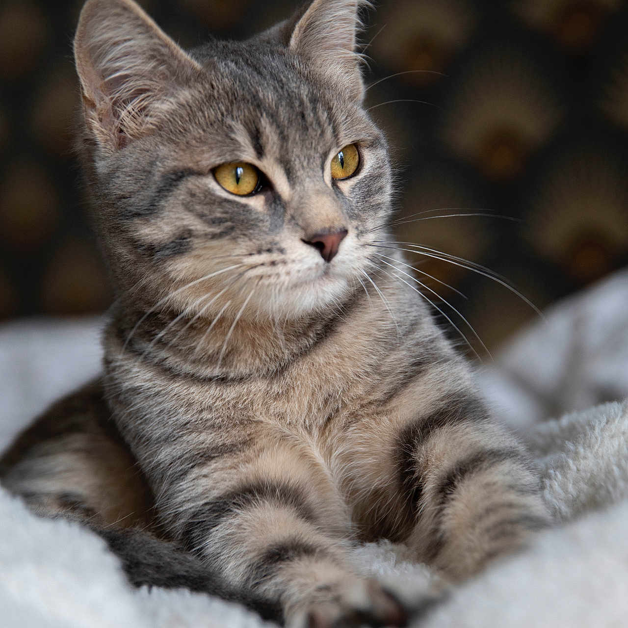 Volt a rejoint le concours — aidez-le/la à gagner de superbes lots ! animal, blanket, cat, closeup, cozy, cute, ears, feline, fluffy, fur, golden_eyes, indoor, pet, portrait, relaxed, resting, soft, striped, tabby, whiskers