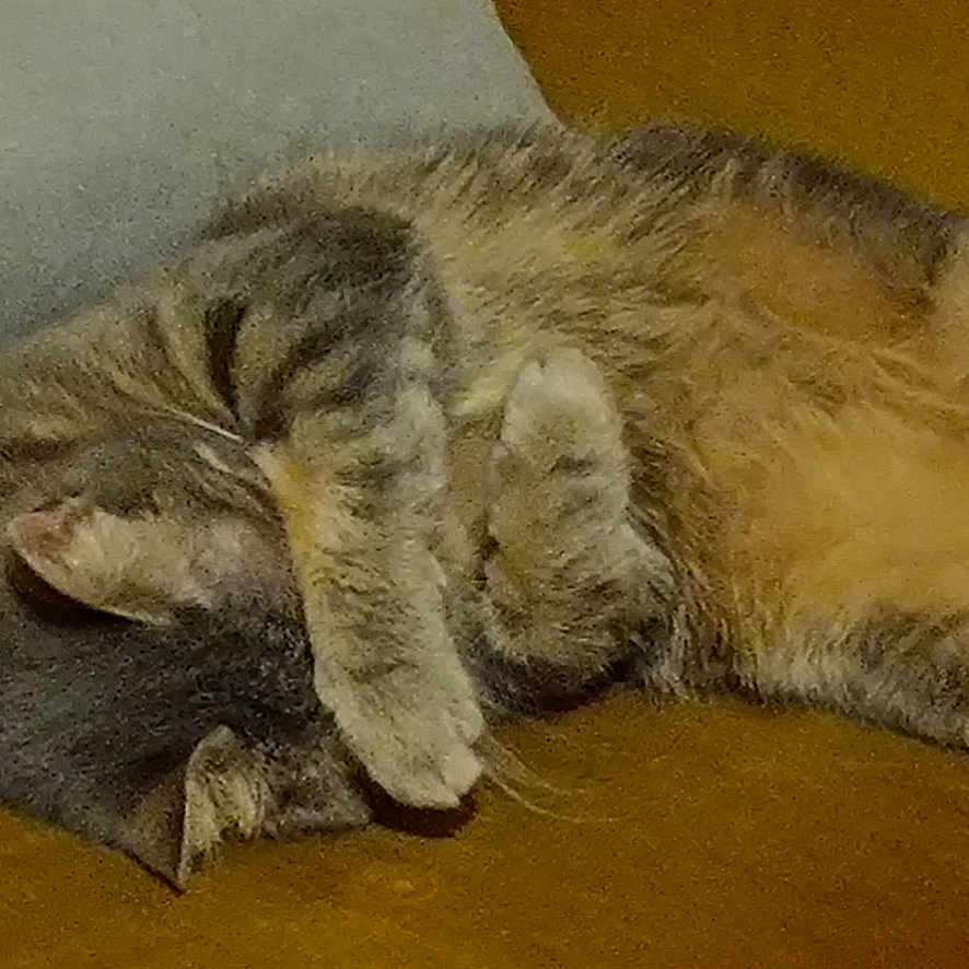 Grison a rejoint le concours — aidez-le/la à gagner de superbes lots ! abyssinian, animal, architecture, armchair, building, cat, chair, couch, cushion, electronics, furniture, homedecor, indoors, kitten, livingroom, manx, person, pet, room, sleeping
