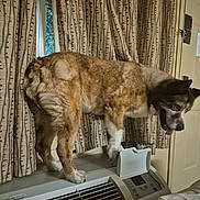 Molly is registered to the contest to win money with this photo: dog, indoor, curtains, air_conditioner, window, door, pet, fur, tongue, standing, floor, home, appliance, brown, white, animal, curious, domestic, mammal, portrait