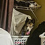 dog, laundry_basket, indoor, curtain, shoes, tongue_out, pet, household, fabric, shelf, wall, black_dog, brown_dog, playful, domestic, animal, resting, tongue, ears, cozy