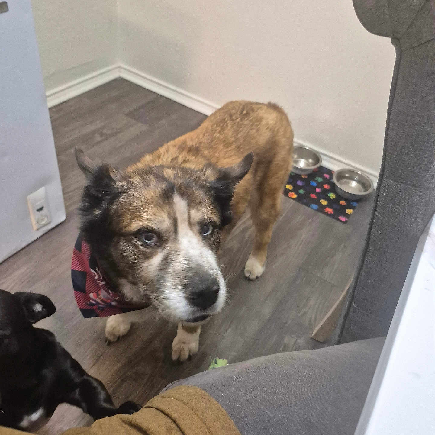 Molly joined the competition — help win amazing prizes! animal, bandana, black_dog, brown_dog, canine, companion, curious, dog, domestic, floor, food_bowls, furniture, home, indoor, kitchen, looking_up, mat, pet, two_dogs, wood_flooring