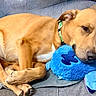 animal, blue_toy, collar, couch, crossed_paws, curled_up, cushion, cute, dog, furniture, home, indoor, nap, pet, plush_toy, portrait, relaxed, resting, sleeping, tan_dog