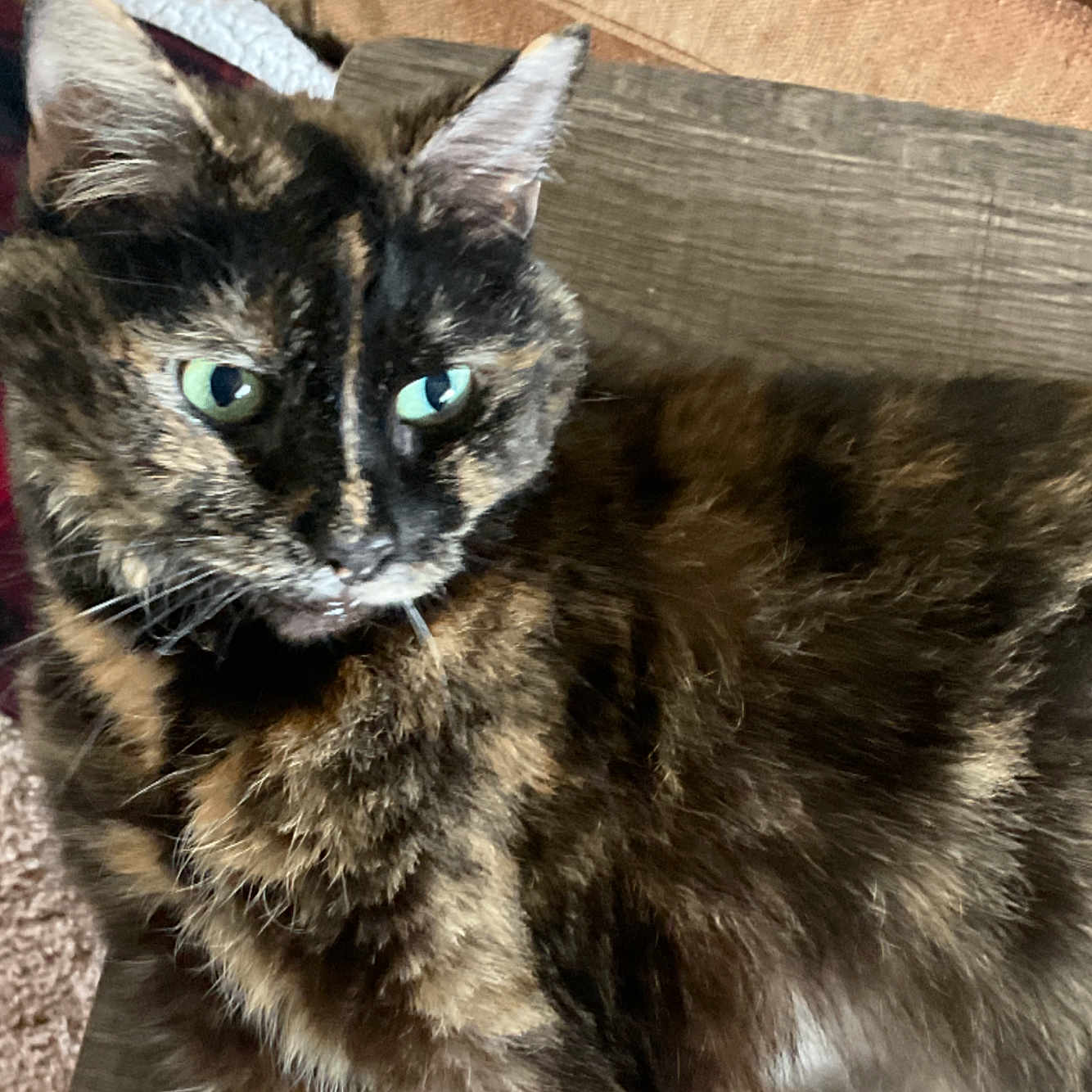 Irma joined the competition — help win amazing prizes! cat, tortoiseshell, feline, pet, animal, green_eyes, whiskers, ears, fur, long_hair, lying_down, lounging, couch, indoor, home, portrait, close_up, looking_at_camera, relaxed, funny_expression
