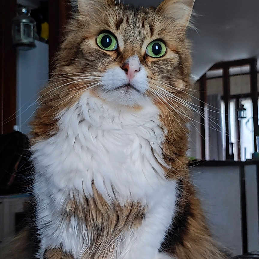 Noisette participe au concours pour gagner de l'argent avec cette photo : alert, animal, cat, closeup, curious, cute, domestic_animal, feline, fluffy, fur, green_eyes, house, indoor, long_hair, pet, portrait, sitting, tabby, whiskers, white_paws