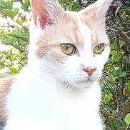 Lucky participe au concours pour gagner de l'argent avec cette photo : abyssinian, angora, animal, cat, citrusfruit, flower, food, fruit, herbal, herbs, kitten, leaf, manx, pet, plant, produce, siamese, slate, white
