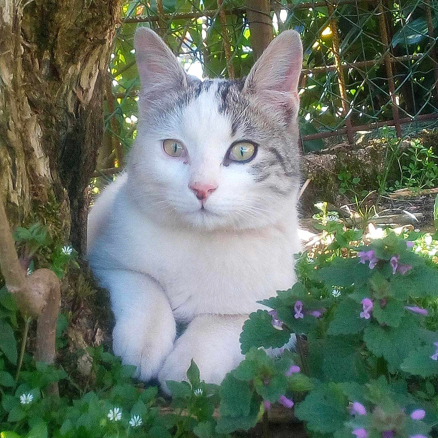 Tchouki